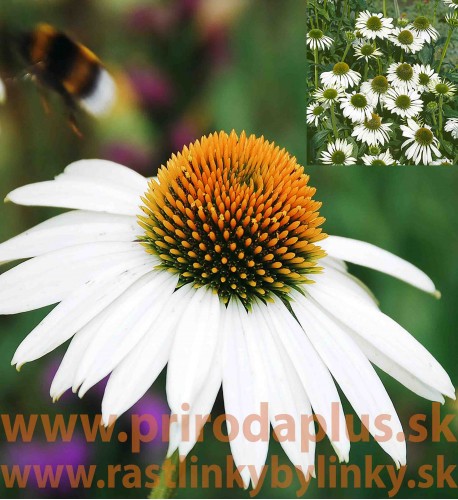 Echinacea "alba", biela ( Echinacea purpurea "alba" L. ) 